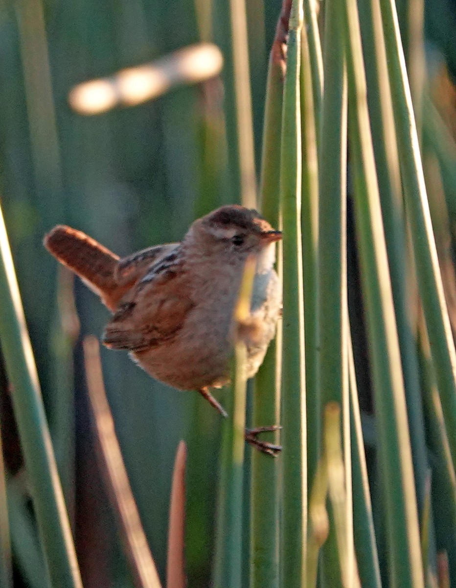 Marsh Wren - ML632386704