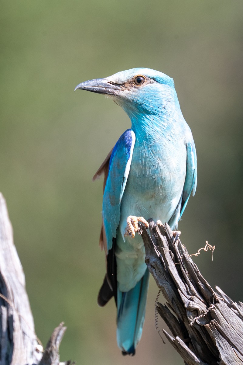 European Roller - ML632386851