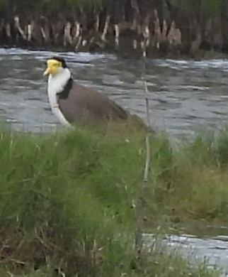 Masked Lapwing - ML632386890