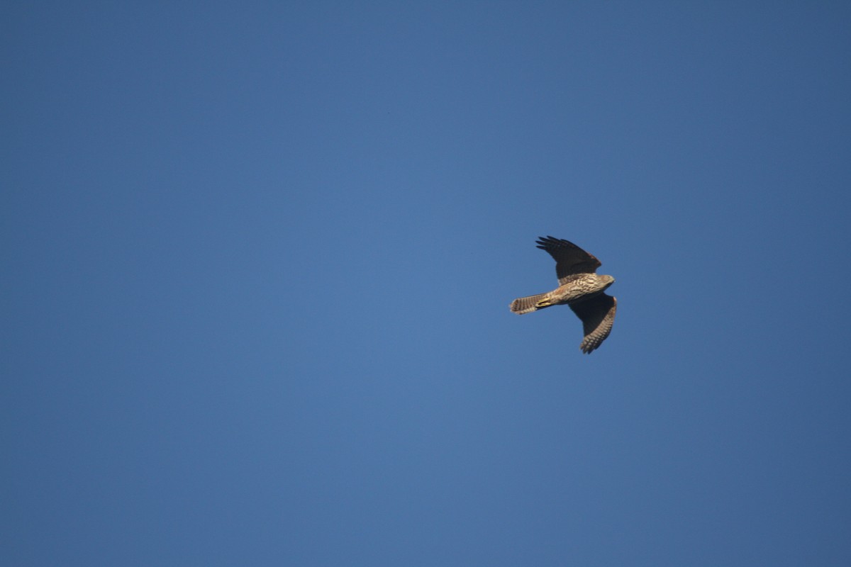Brown Goshawk - ML632386998