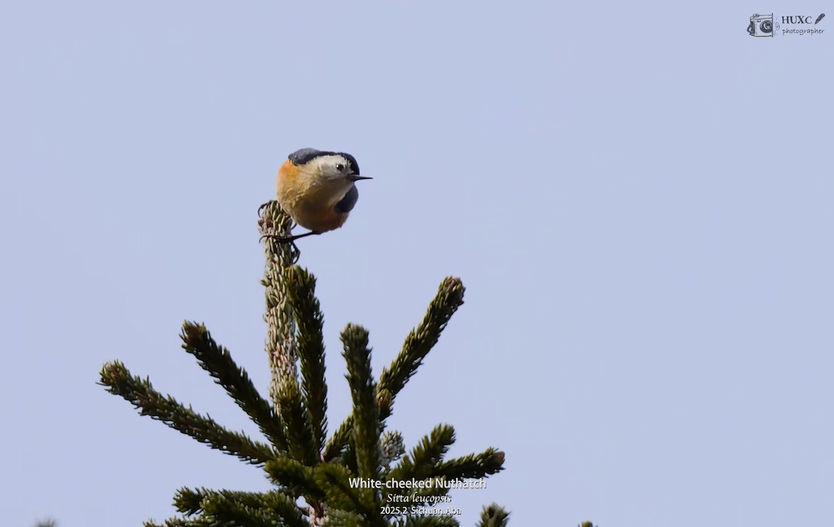 Przevalski's Nuthatch - ML632387079