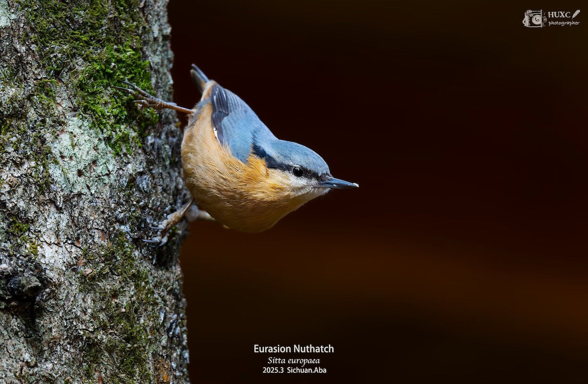Eurasian Nuthatch - ML632387081