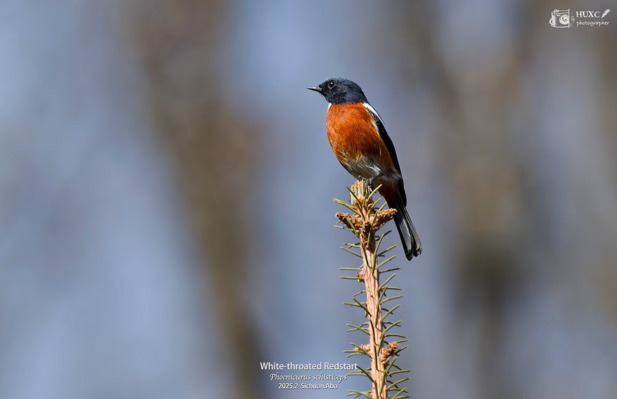 White-throated Redstart - ML632387083