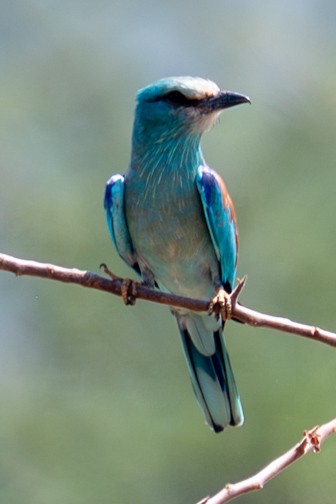 European Roller - ML632387117