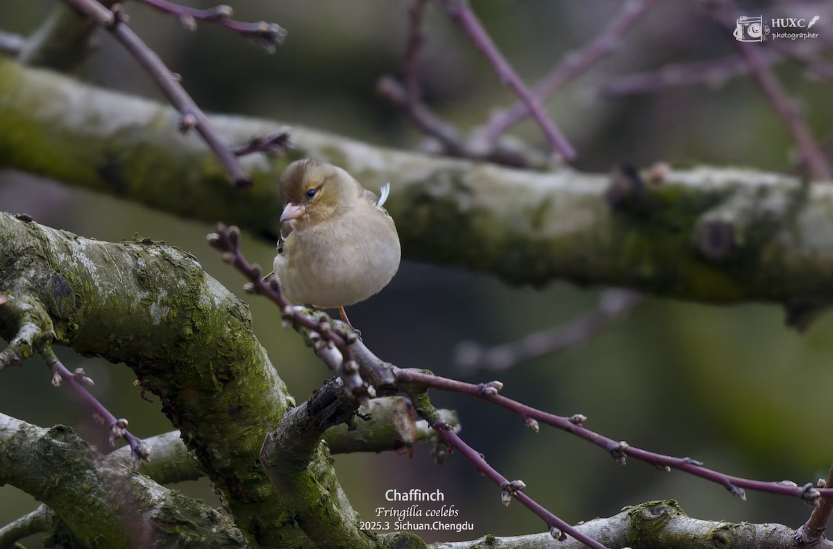 Common Chaffinch - ML632387226