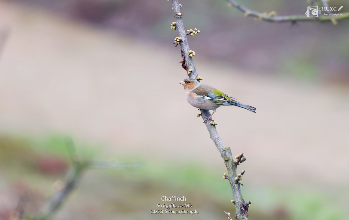 Common Chaffinch - ML632387227