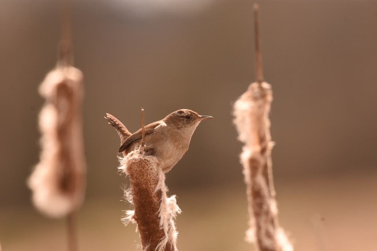 Marsh Wren - ML632387297