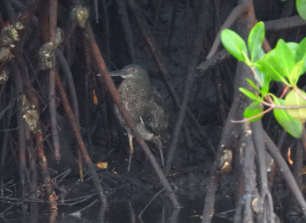 White-crested Tiger-Heron - ML632387301