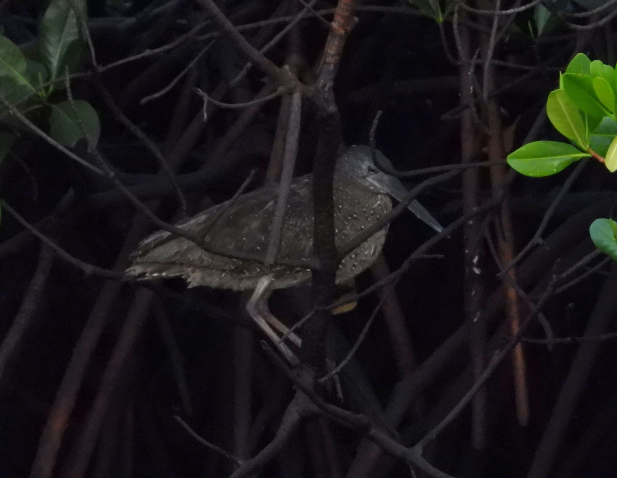 White-crested Tiger-Heron - ML632387302