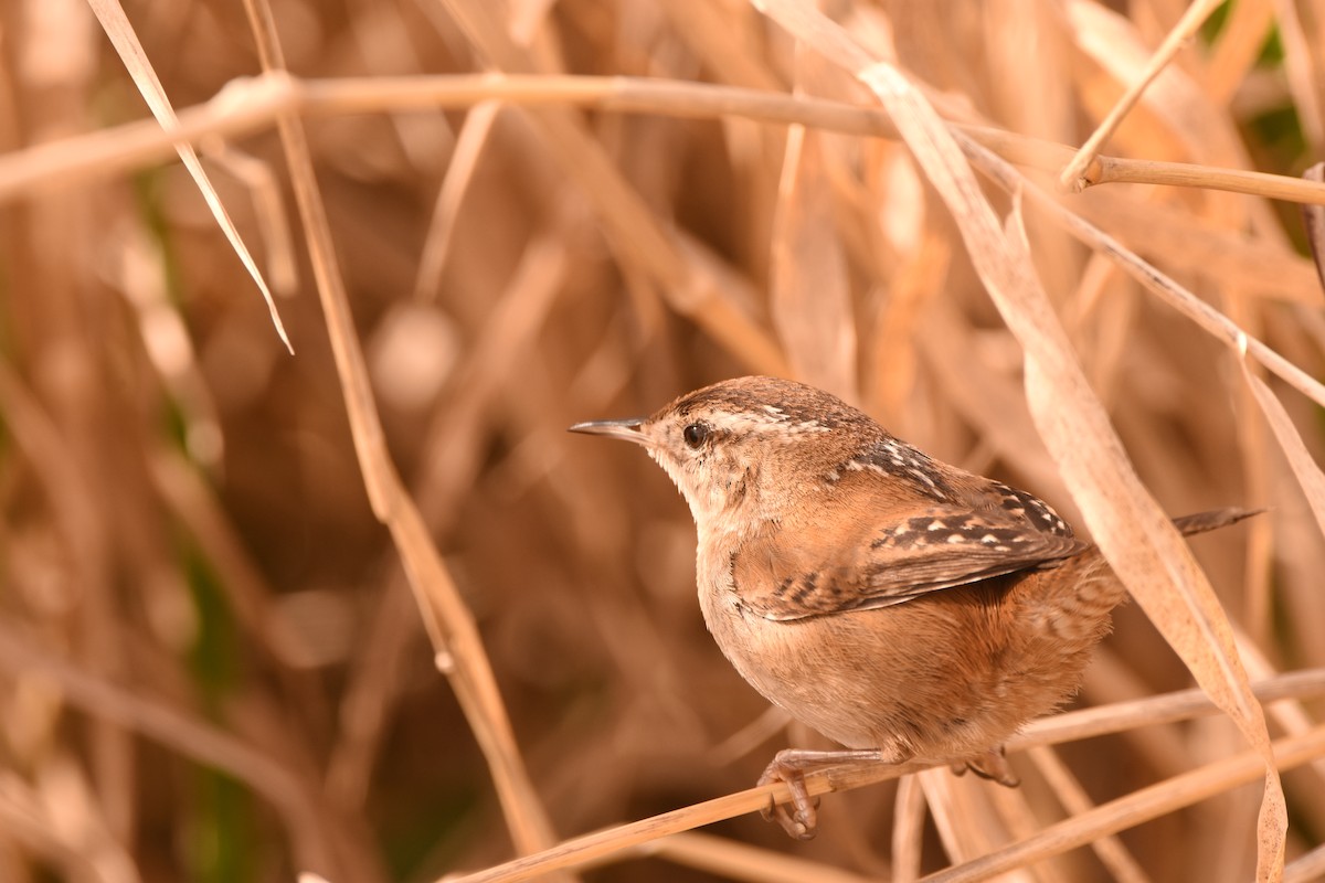 Marsh Wren - ML632387317