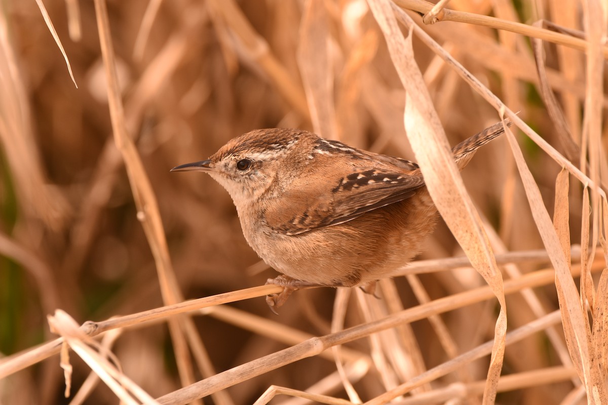 Marsh Wren - ML632387321
