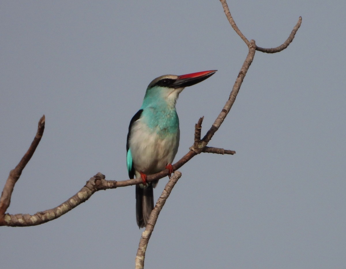 Blue-breasted Kingfisher - ML632387367