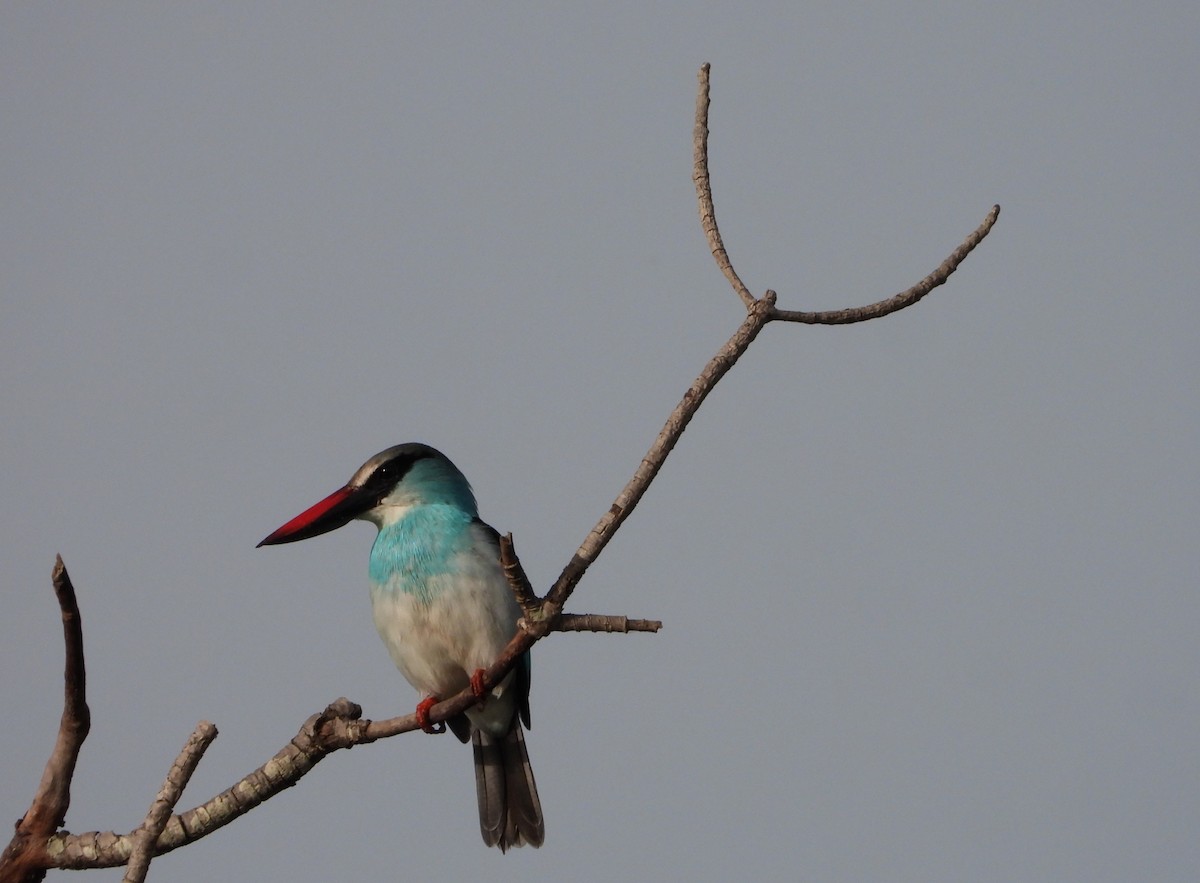 Blue-breasted Kingfisher - ML632387368