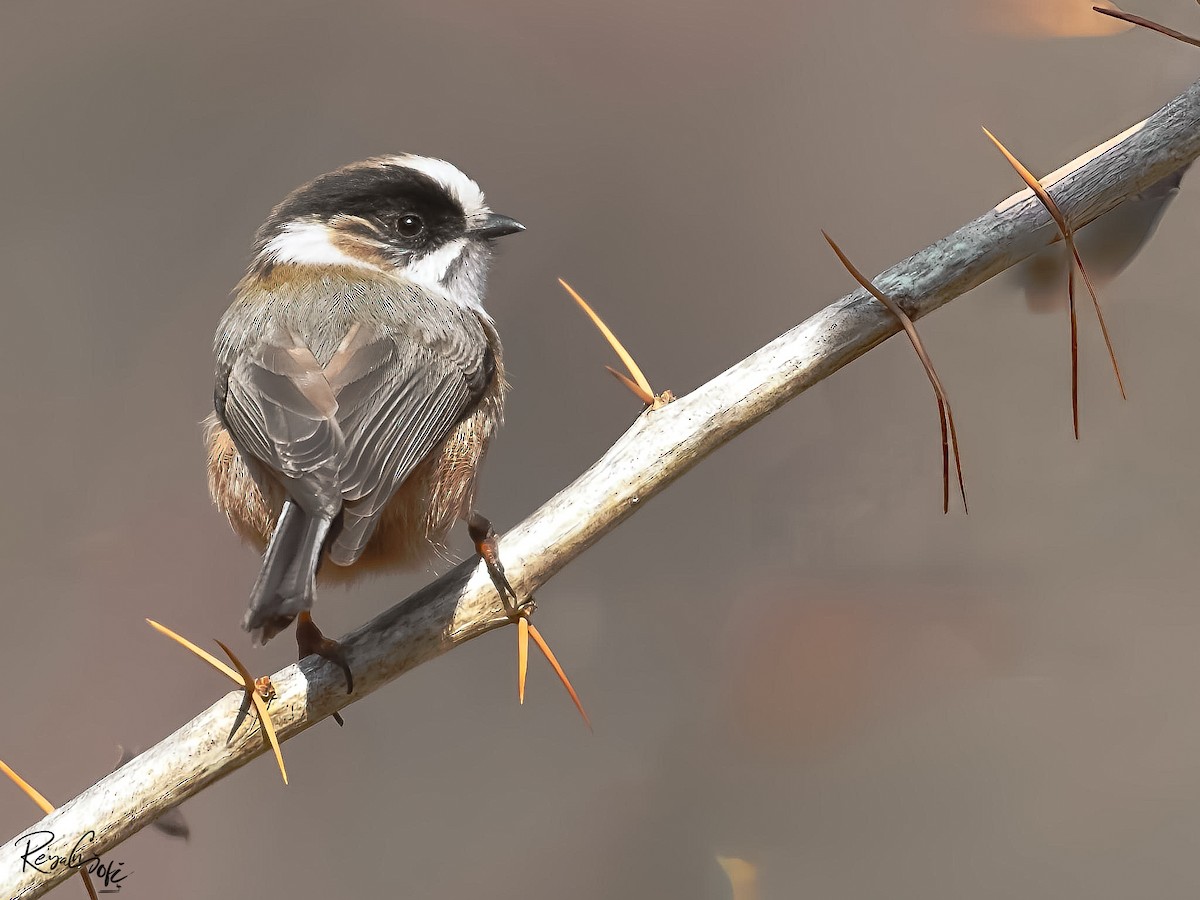White-throated Tit - ML632387397
