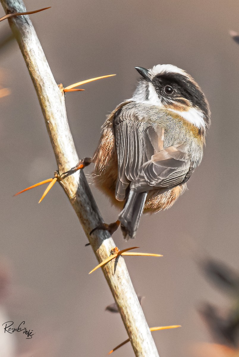 White-throated Tit - ML632387398