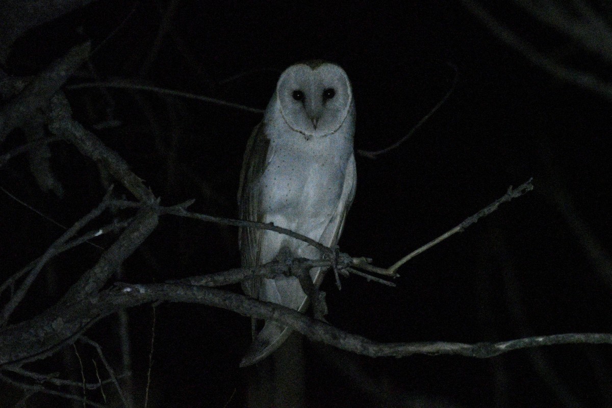 American Barn Owl - ML632387493