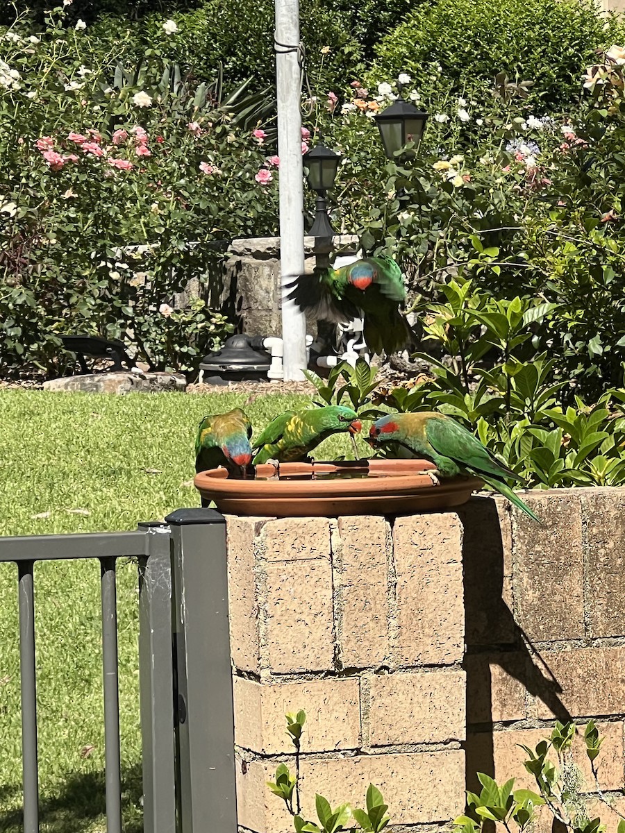 Musk Lorikeet - ML632387562
