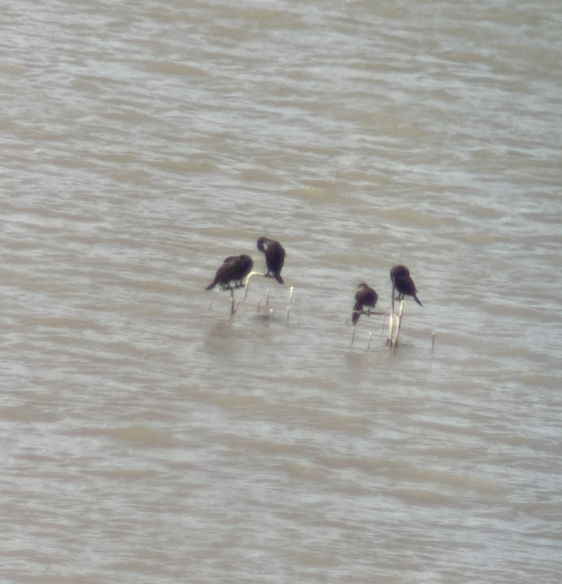 Double-crested Cormorant - ML632387567