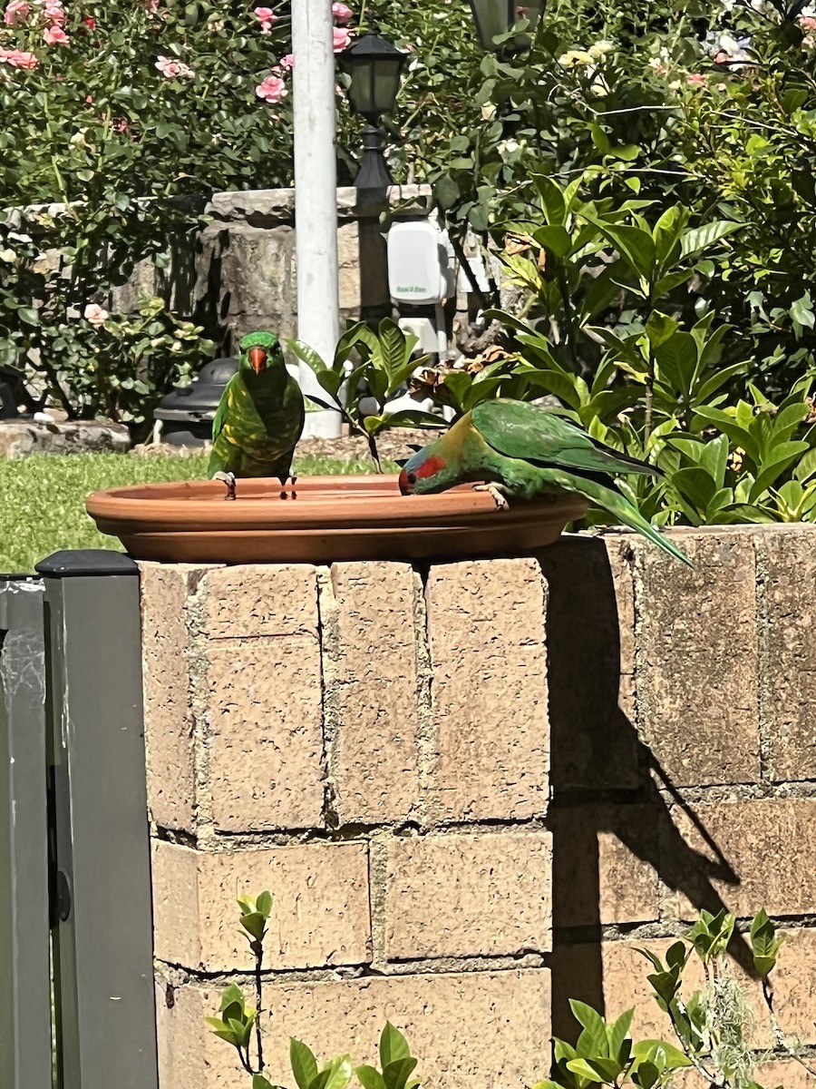 Scaly-breasted Lorikeet - ML632387575
