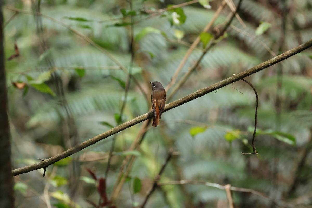 Ferruginous Flycatcher - ML632387601