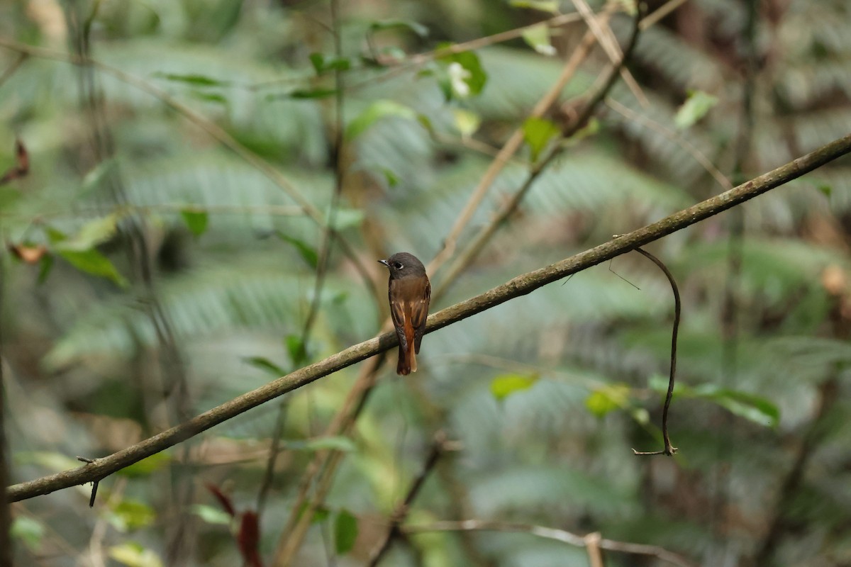 Ferruginous Flycatcher - ML632387603
