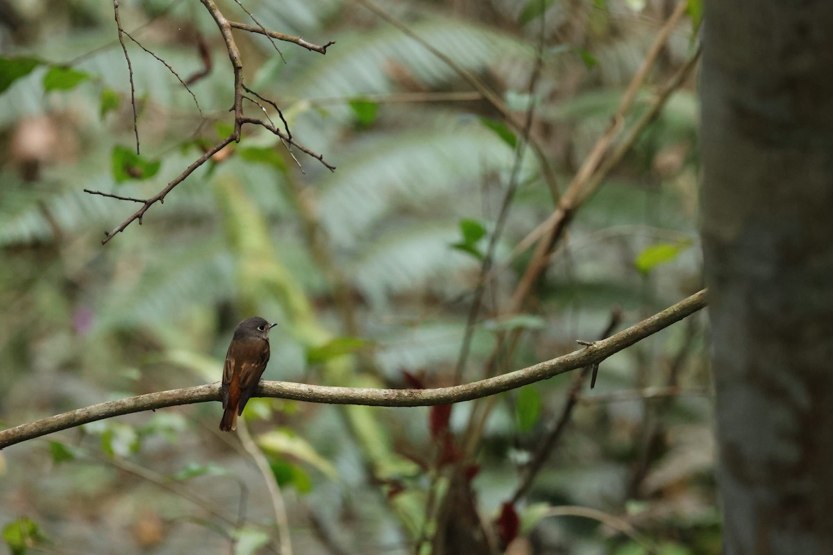 Ferruginous Flycatcher - ML632387604