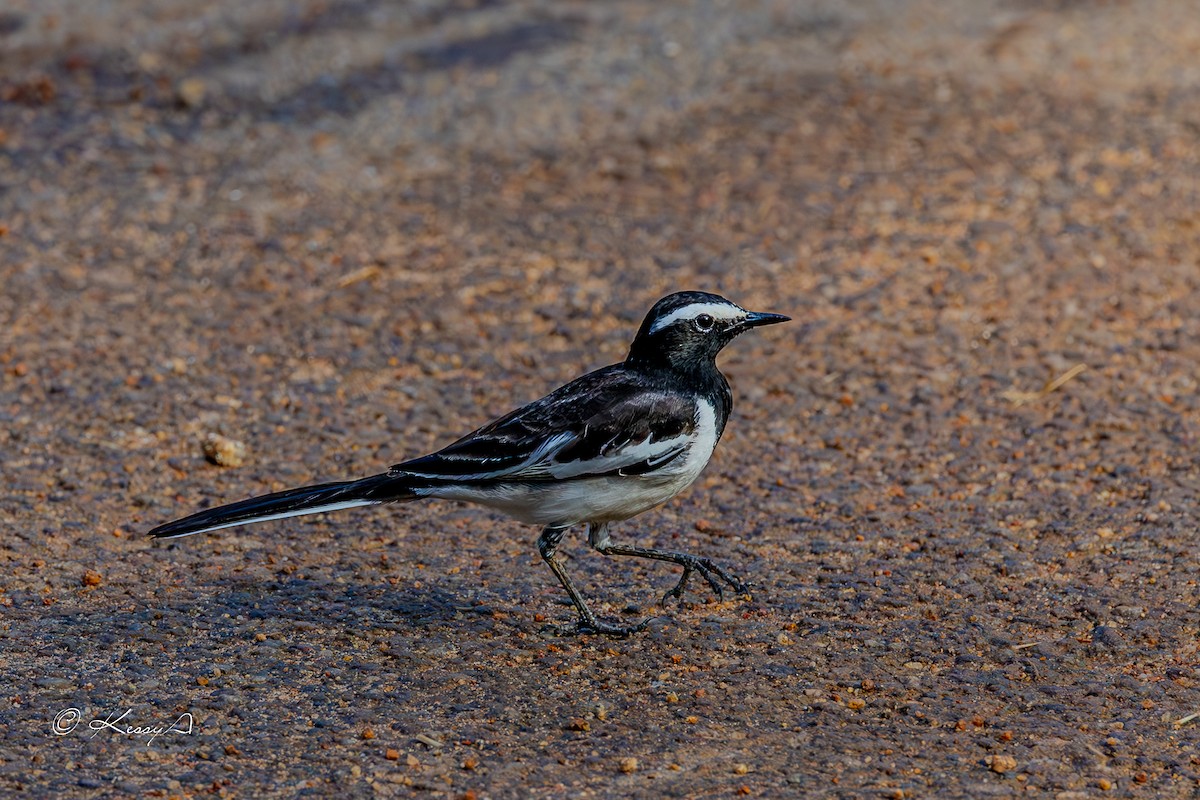 White-browed Wagtail - ML632387748