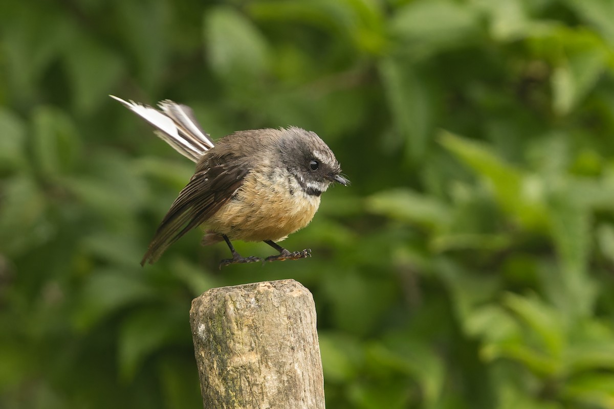 New Zealand Fantail - ML632387844