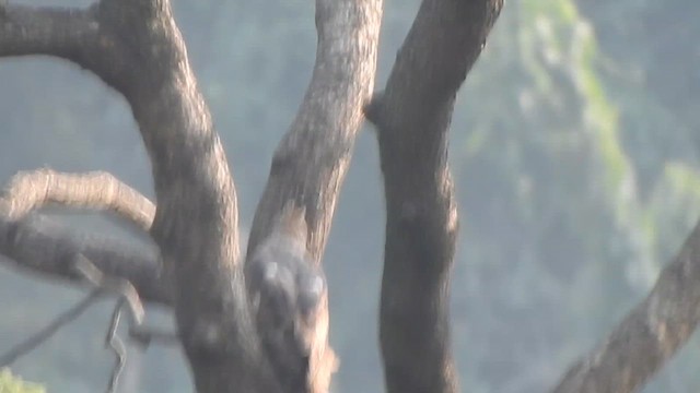 Changeable Hawk-Eagle - ML632387887