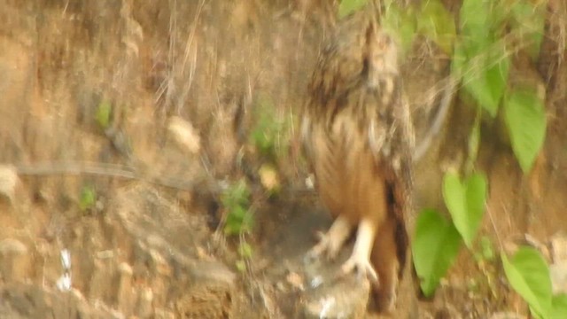 Rock Eagle-Owl - ML632387903