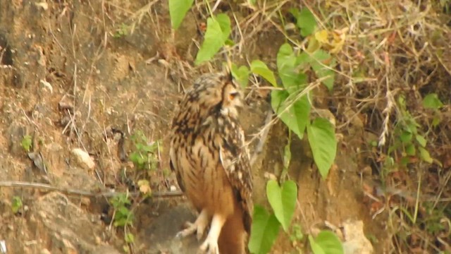 Rock Eagle-Owl - ML632387904