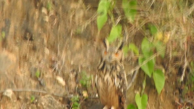 Rock Eagle-Owl - ML632387910