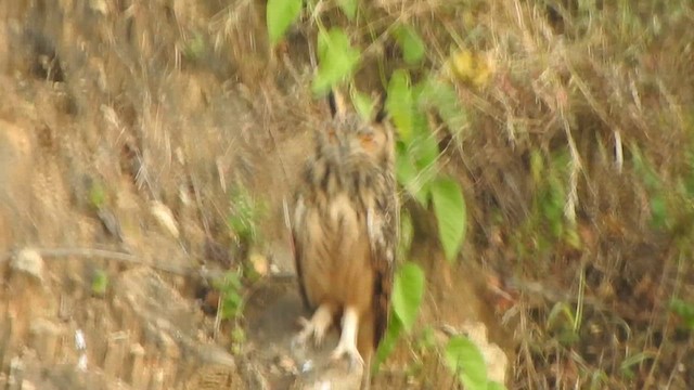 Rock Eagle-Owl - ML632387912