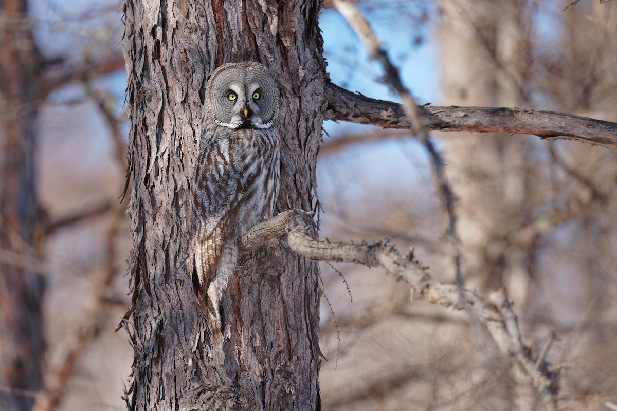 Great Gray Owl (Lapland) - ML632388122