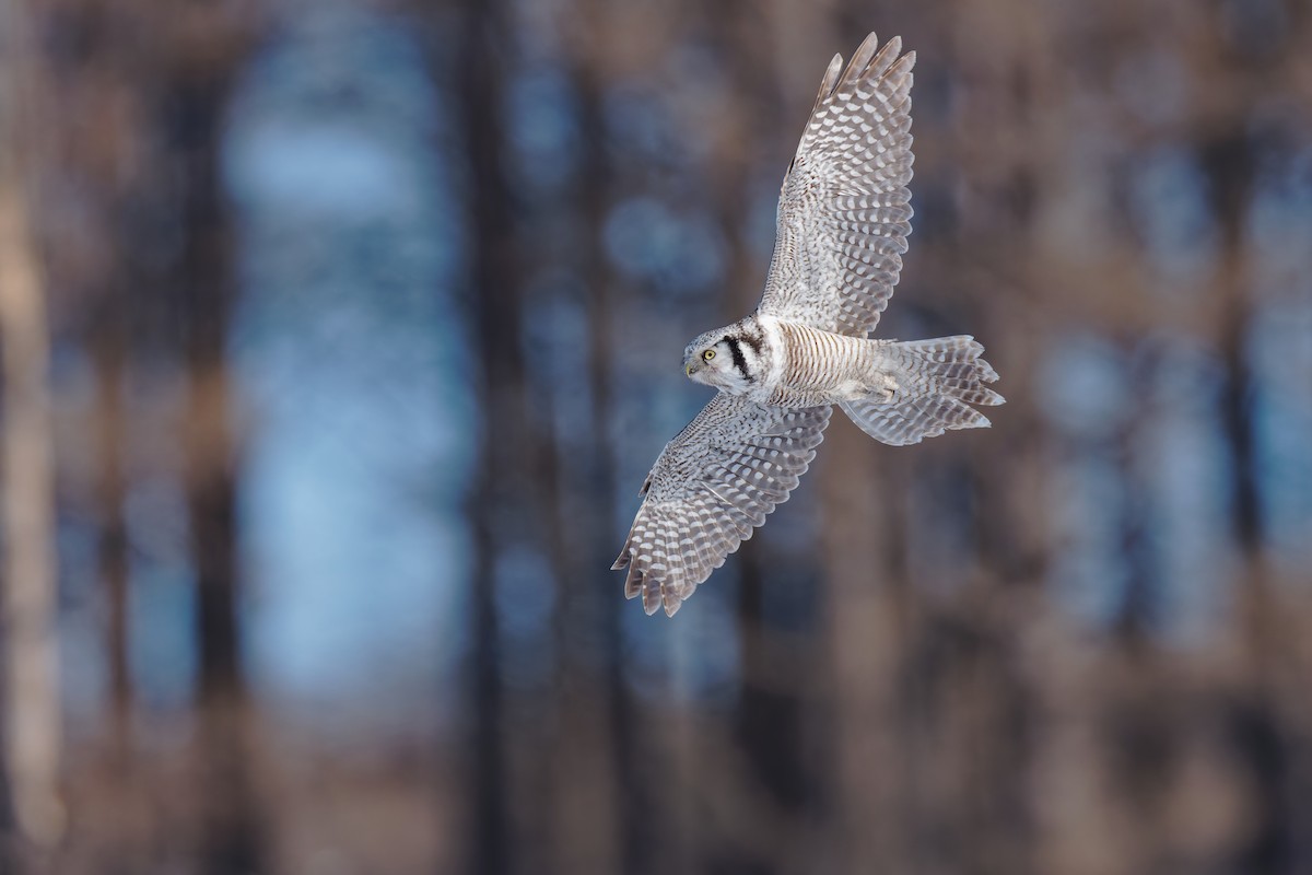 Northern Hawk Owl (Eurasian) - Vincent Wang