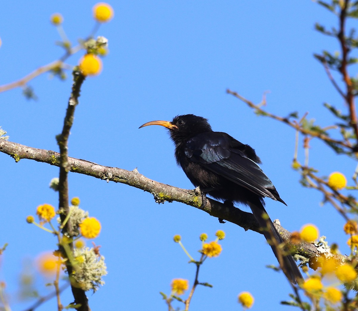 Abyssinian Scimitarbill - ML632388306