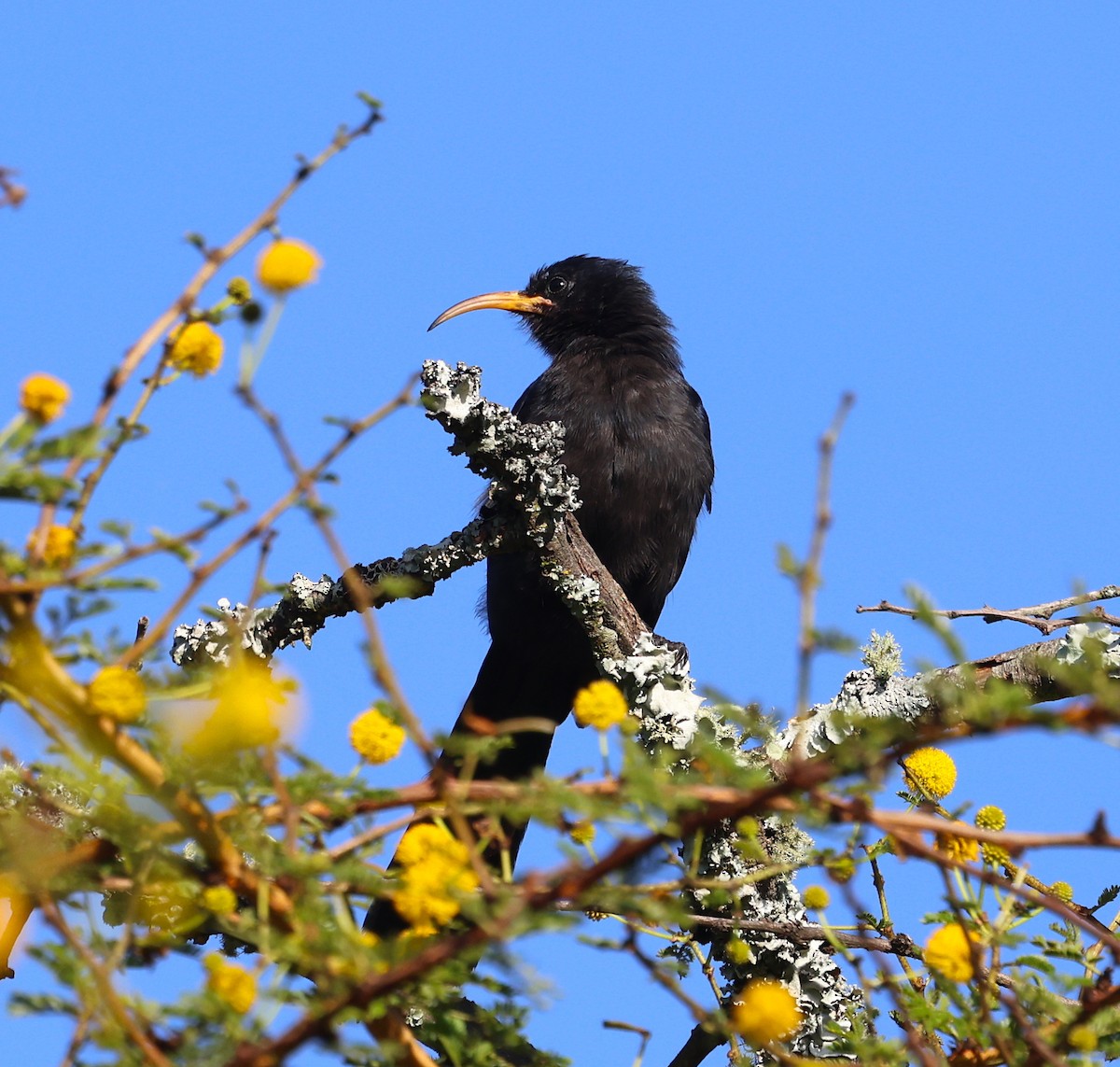 Abyssinian Scimitarbill - ML632388307