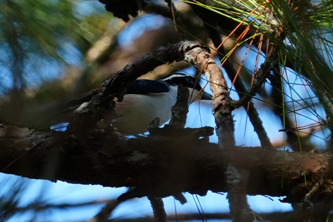 White-browed Shrike-Babbler (Dalat) - ML632388386