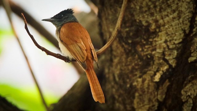 カワリサンコウチョウ - ML632388534