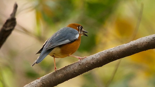 Orange-headed Thrush - ML632388536