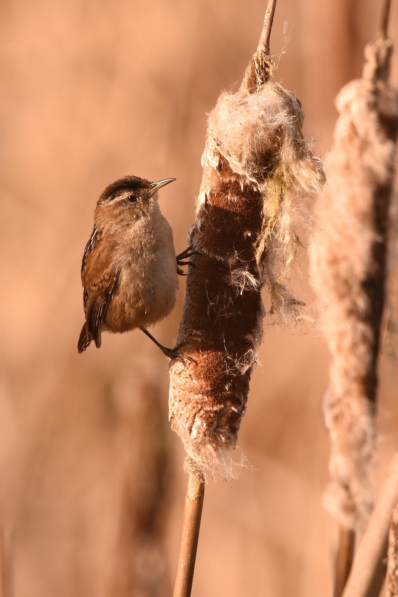 Marsh Wren - ML632388549