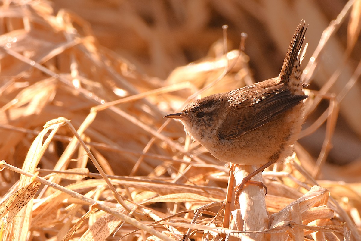 Marsh Wren - ML632388563
