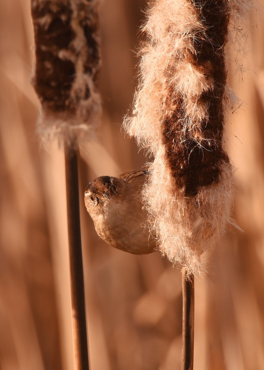 Marsh Wren - ML632388588