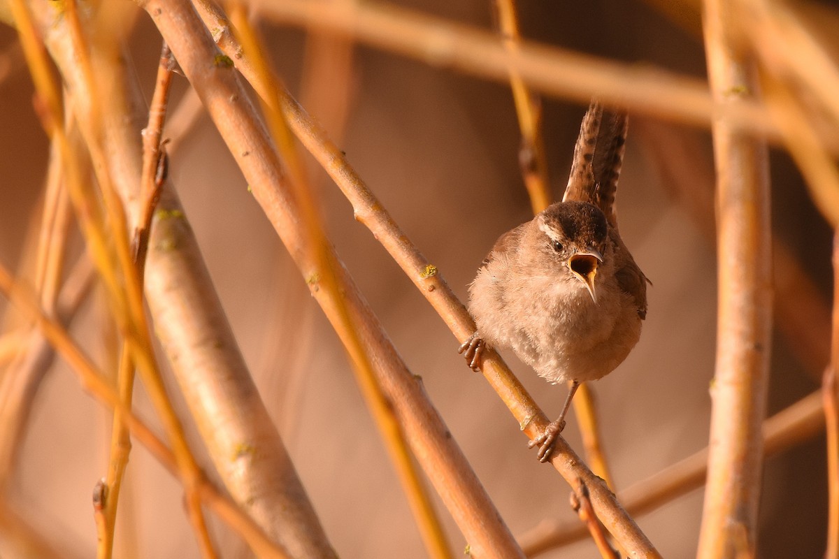 Marsh Wren - ML632388603