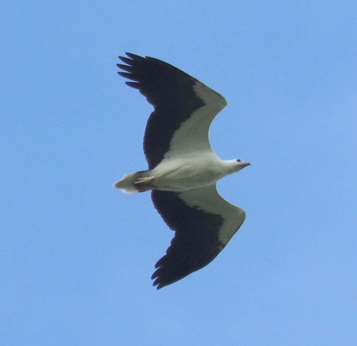 White-bellied Sea-Eagle - ML632388694