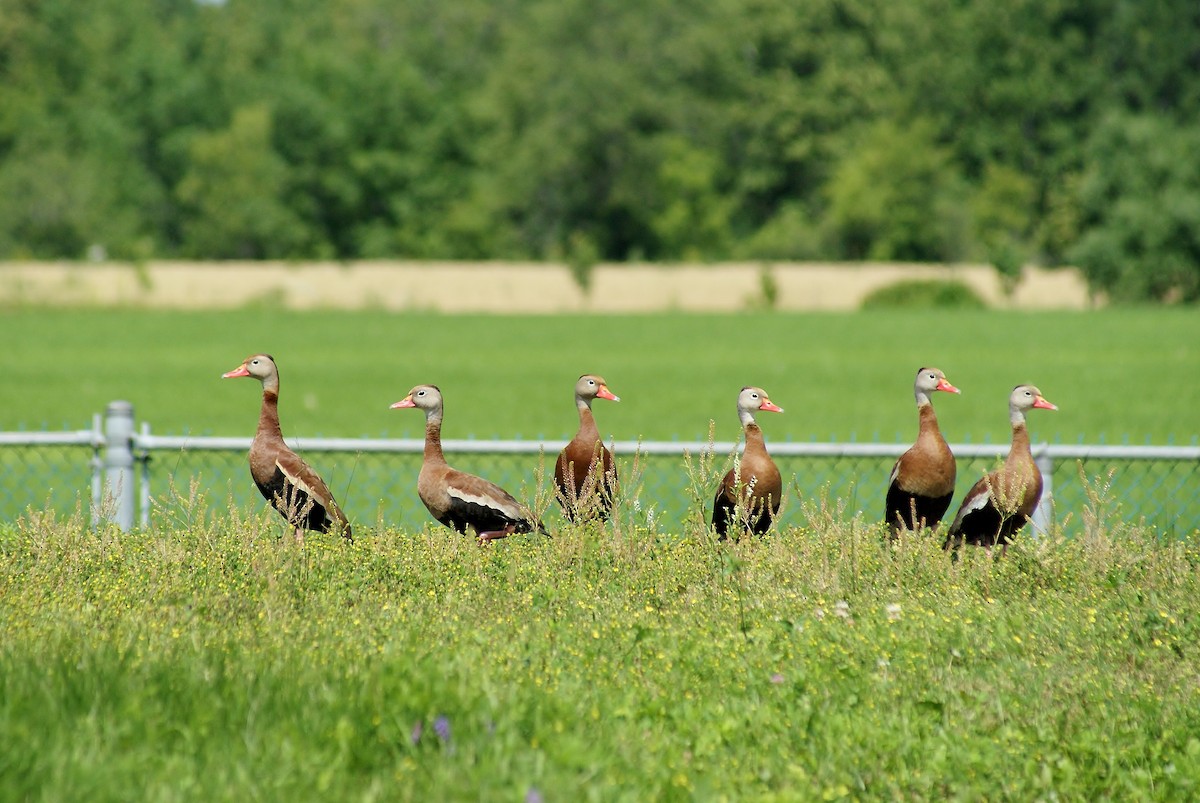 Black-bellied Whistling-Duck - ML63238871