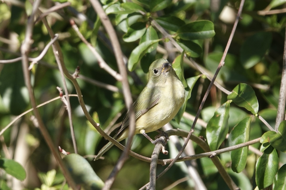 Painted Bunting - ML632388764