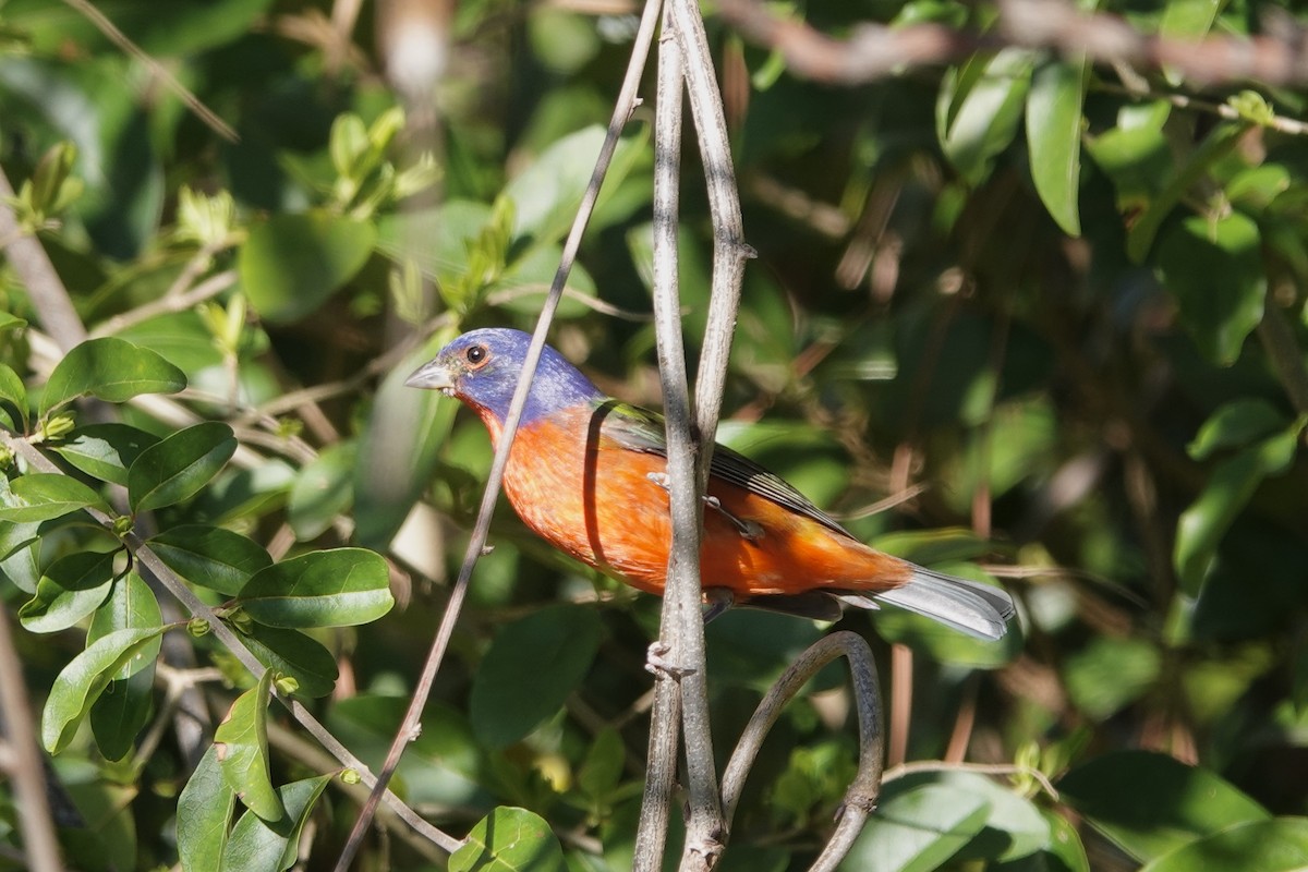 Painted Bunting - ML632388765