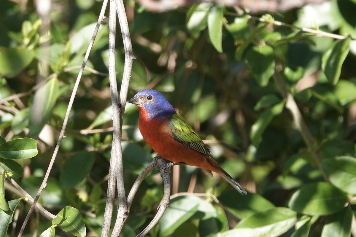 Painted Bunting - ML632388766