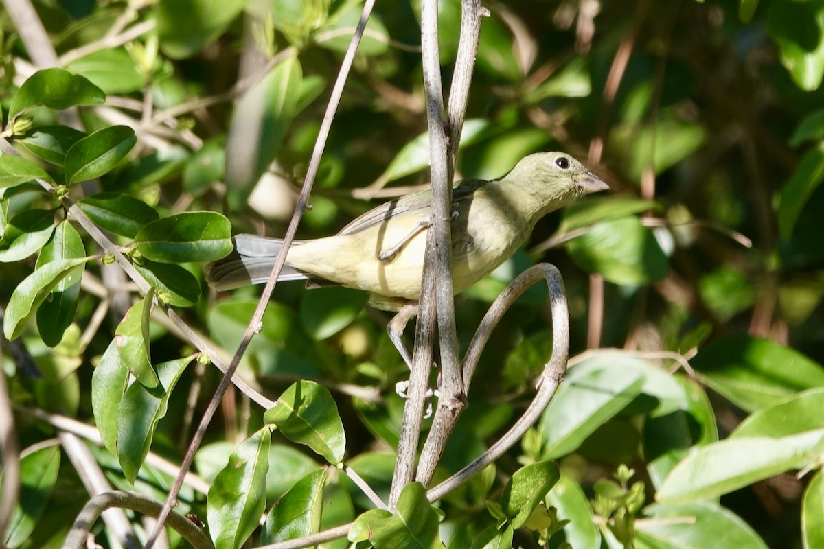 Painted Bunting - ML632388767